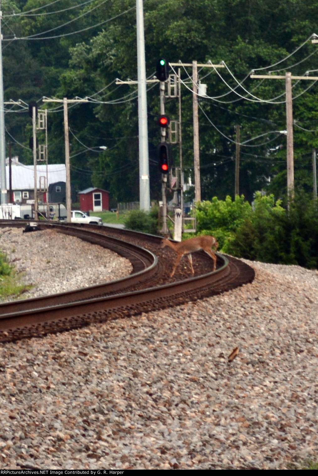 Bambi crosses the right-of-way in advance of the next train, which sported CSX 911 leading